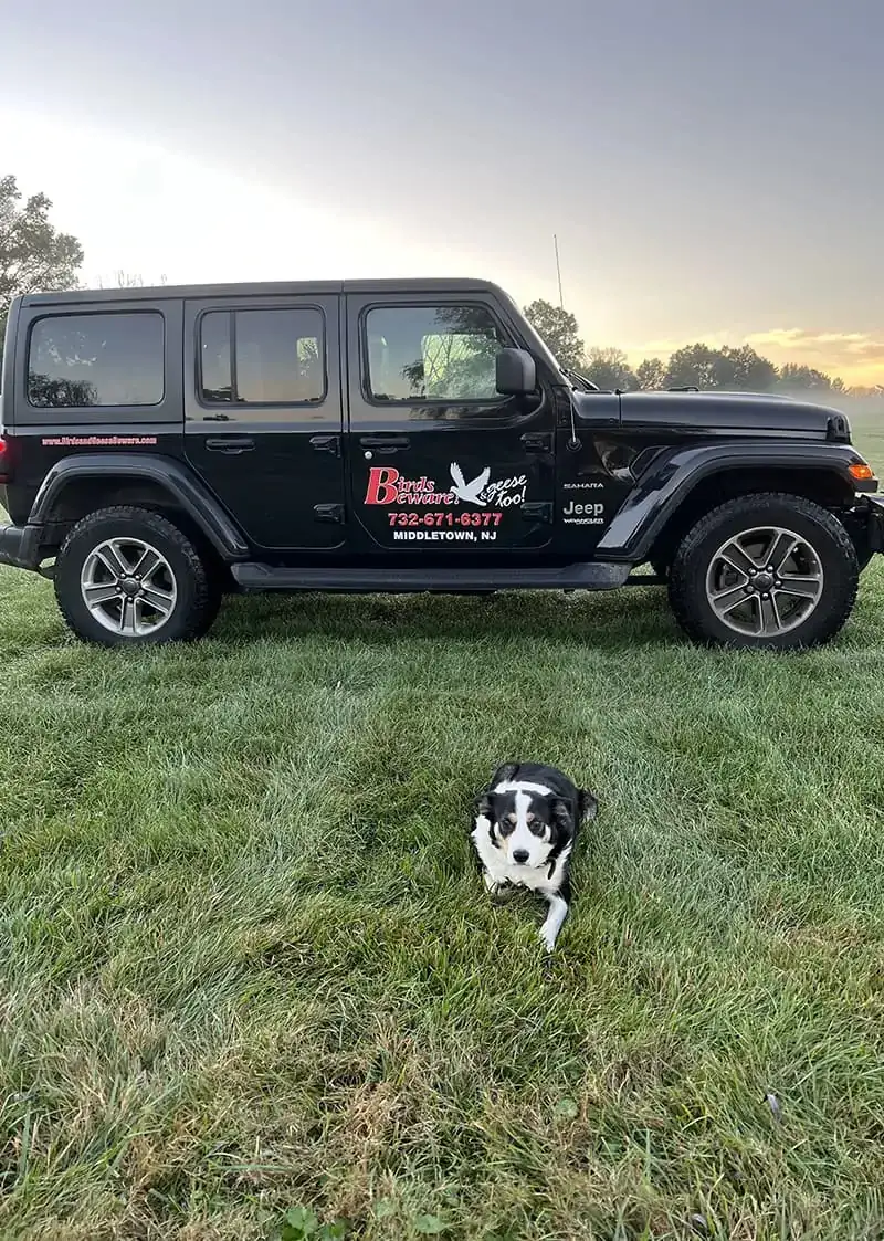 Goose-chasing border collie at work on a client property