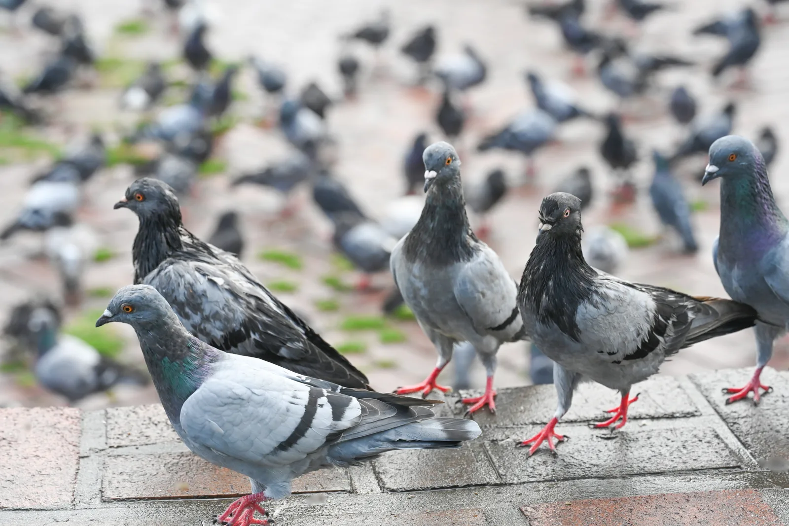 Bird pest control work managing nuisance birds at a commercial site