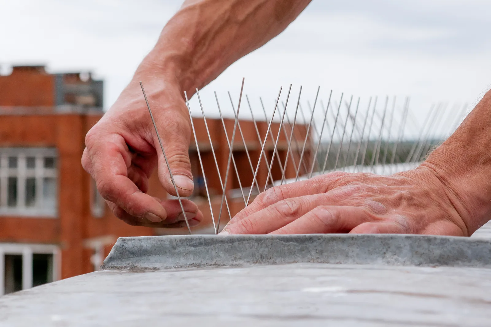 Blunt-tip bird spikes installed along a ledge to remove landing surface