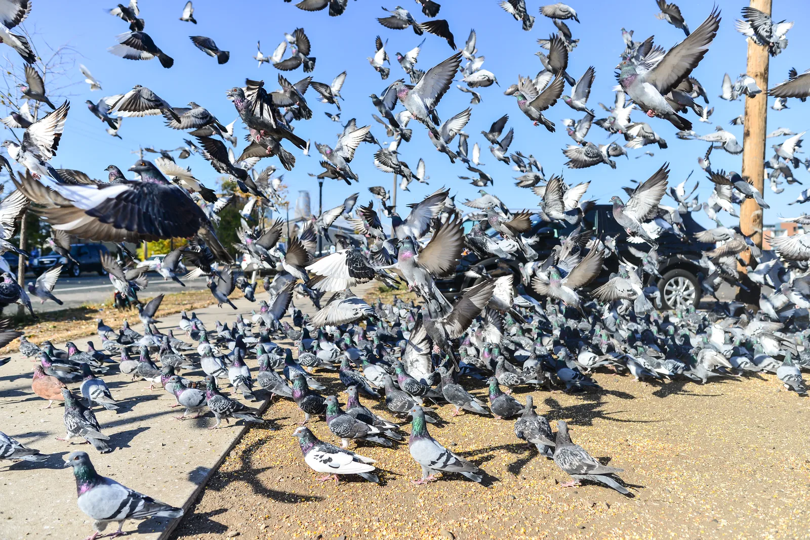 Rapid-response emergency bird control service at a commercial property