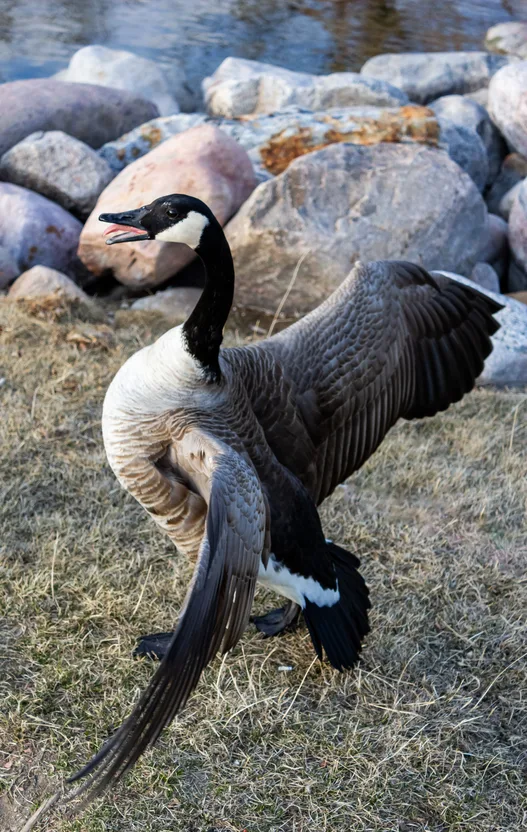 Canada geese crowding a walkway.