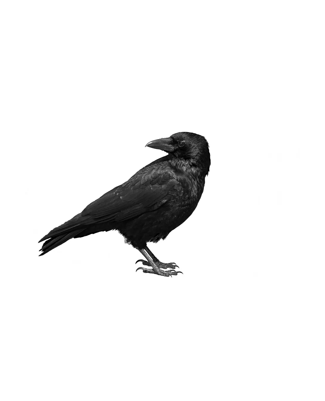 Crow standing in profile