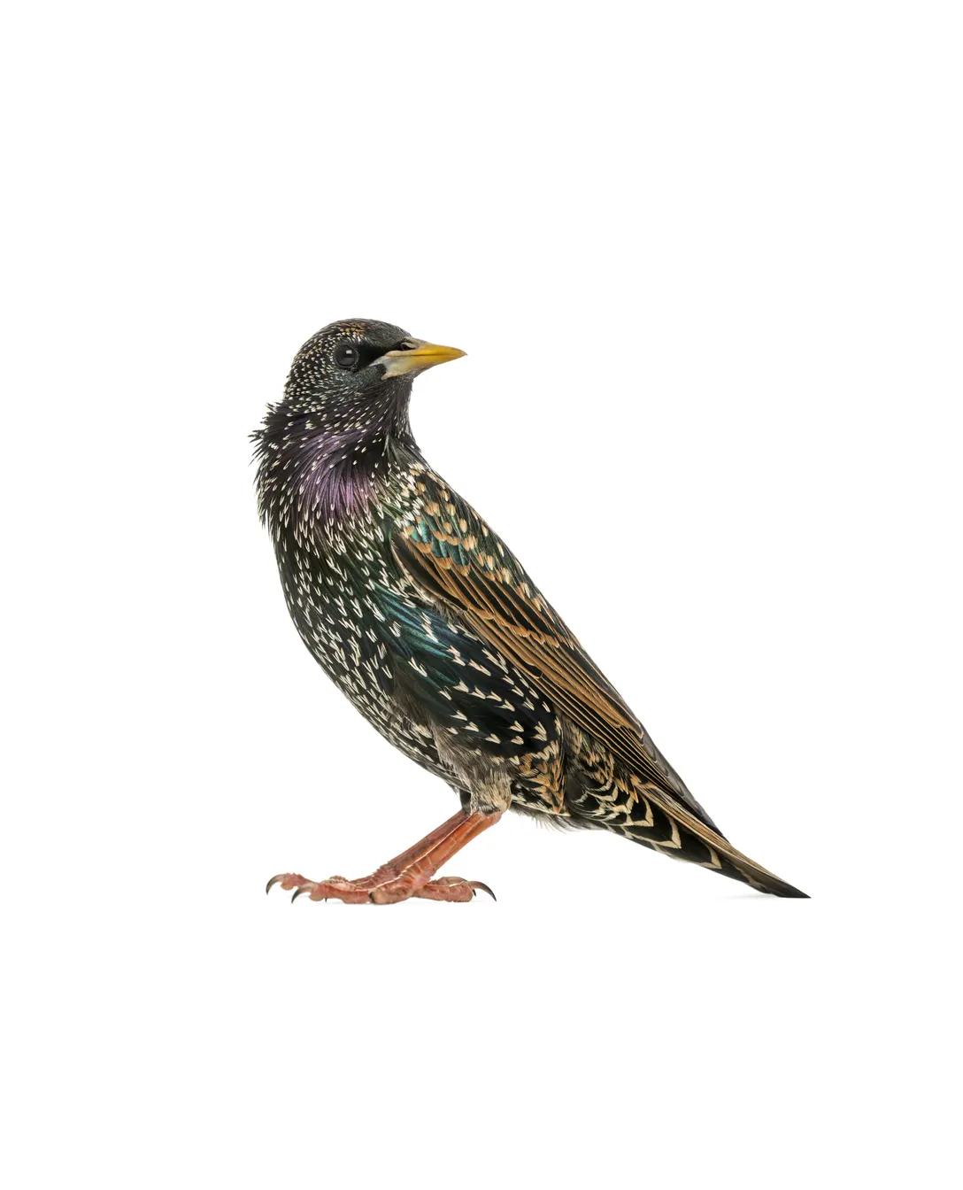 European starling in breeding plumage